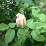 Rose Bud