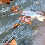Leaves in the creek
