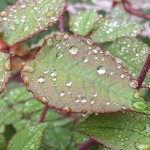 rose leaves