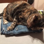 cat on clothes