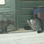 Gray kitten and Walter