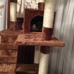 new cat tower