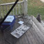 Cat Ignoring Trap
