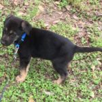 Jase (8-week-old shepherd/lab puppy)