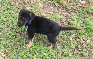 Jase (8-week-old shepherd/lab puppy)