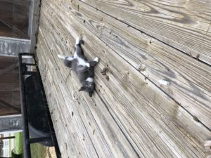 cat on the trailer deck