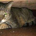 Fat Cat: February 2011 - September 2023