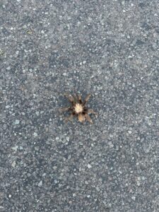 tarantula